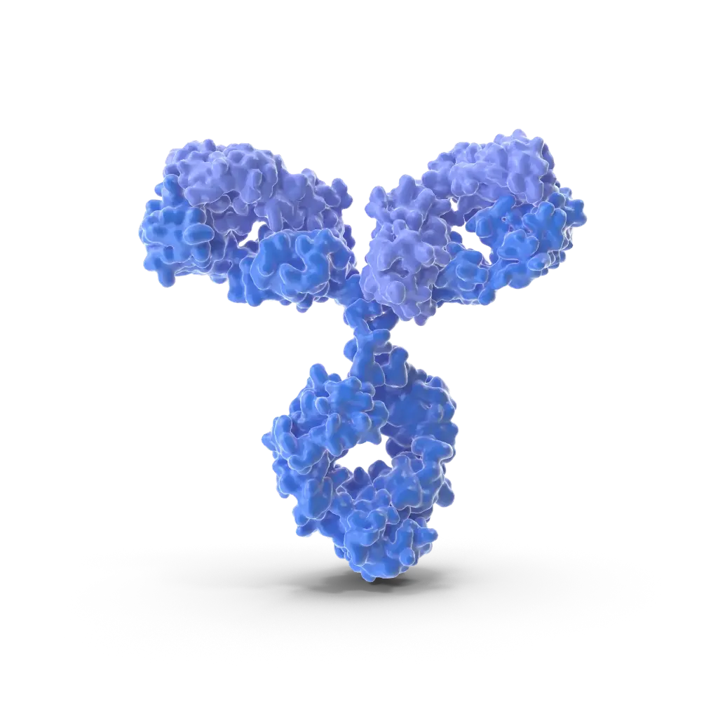 Phospho- Dab1  (Tyr232)  Antibody - 100µg
